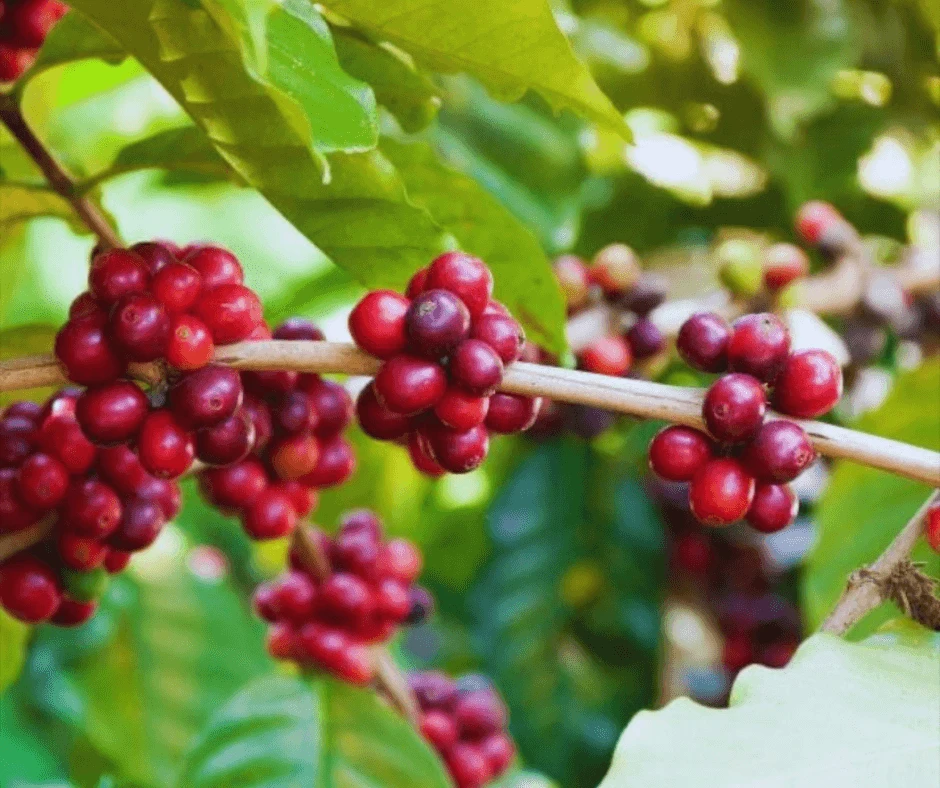 COFFEE – Premium Beans