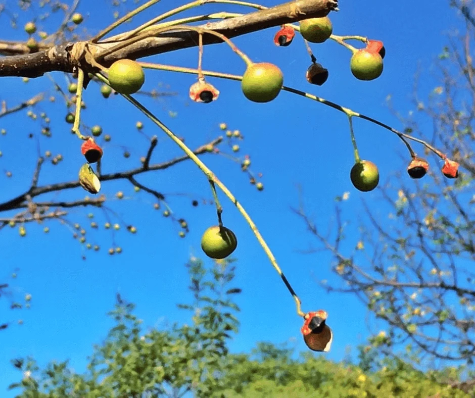 PALO SANTO – Fruit Essential Oil